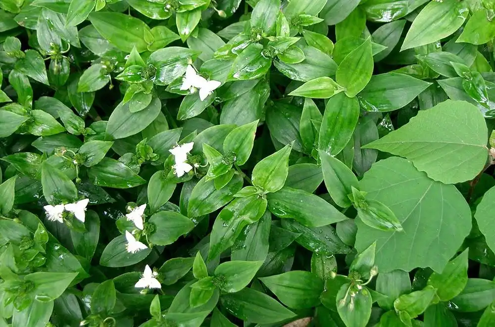 Традесканція прирічна (Tradescantia fluminensis)