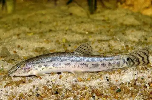 Бірманський Голець (Lepidocephalichthys berdmorei)