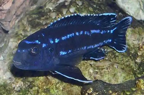 Меланохроміс майнгано (Pseudotropheus cyaneorhabdos)