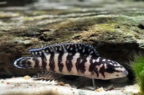 Юлідохроміс Масковий (Julidochromis transcriptus)