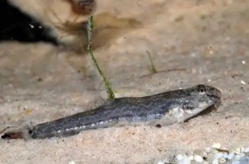 В'юн-павич або Голець Аннандейла (Lepidocephalichthys annandalei)