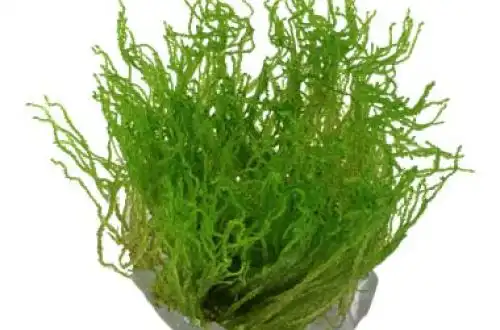 Мох полум'я (Taxiphyllum "Flame Moss")