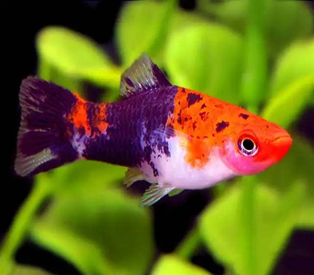 Меченосець ситцевий (Xiphophorus