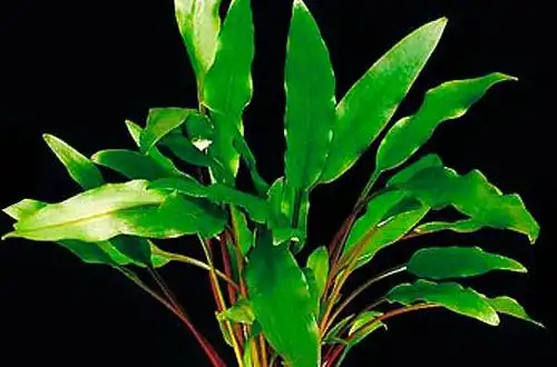 Криптокорина Валкера (Cryptocoryne walkeri)