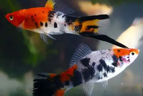 Меченосці Кої (Xiphophorus