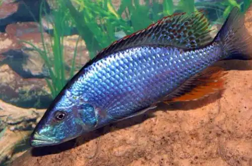 Цихліда Дімідохроміс (Dimidiochromis compressiceps)