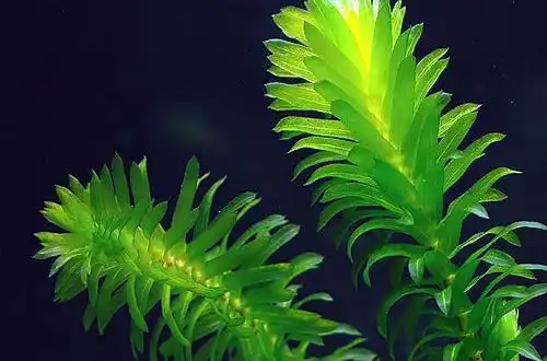 Егерія густа або Егерія Денса (Egeria densa)