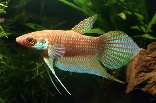 Півник масковий (Betta raja)