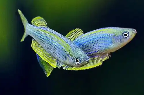 Лампріхтіс танганьїцький (Lamprichthys tanganicanus)