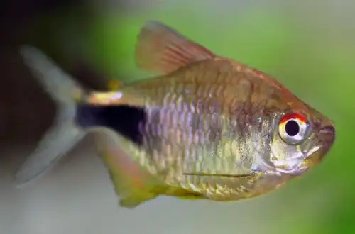 Пульхер (Hemigrammus pulcher)