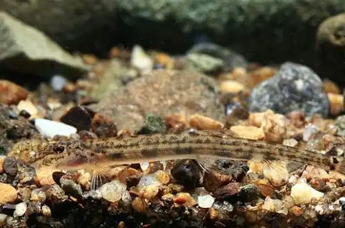 Карликовий кінсьоголовий в'юн (Acanthopsoides molobrion)