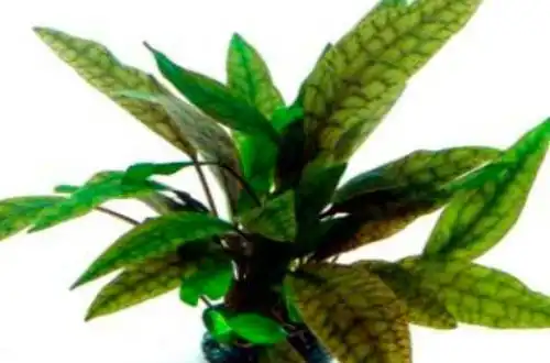 Криптокорина пурпурна (Cryptocoryne x purpurea)