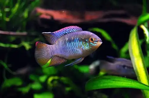 Акара курвіцепс (Laetacara curviceps)
