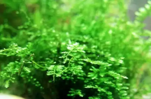 Колючий мох або Павлиний мох (Taxiphyllum sp. "Spiky Moss")