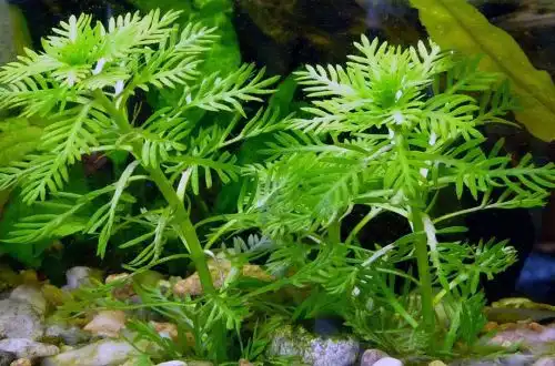 Хоттонія або Турча болотяна (Hottonia palustris)