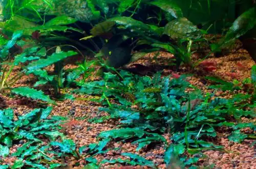 Криптокорина Пігмей (Cryptocoryne pygmaea)