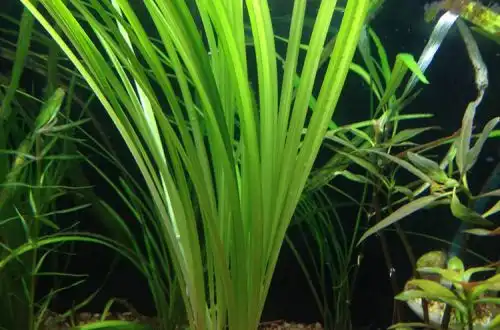 Циперус Хелфер (Cyperus helferi)