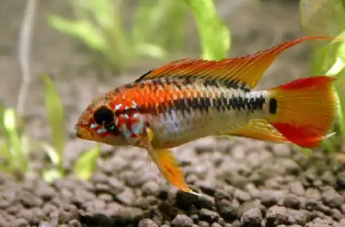 Апістограма Віджета (Apistogramma viejita)