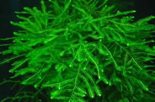 Мох Кхао Сік (Taxiphyllum taxirameum)