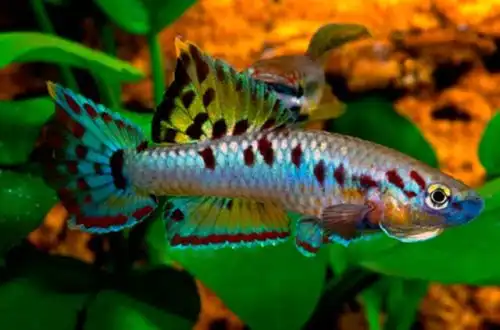 Двосмугова лірохвостка (Aphyosemion bivittatum)
