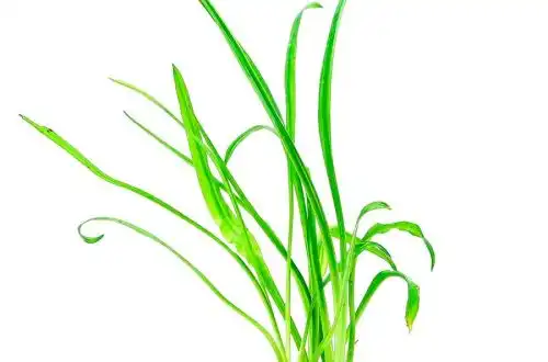 Криптокорина зворотноспіральна (Cryptocoryne retrospiralis)