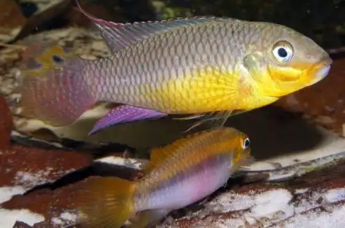 Крібенсіс теніатус (Pelvicachromis taeniatus)