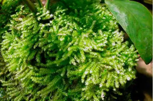 Різдвяний мох (Vesicularia montagnei)
