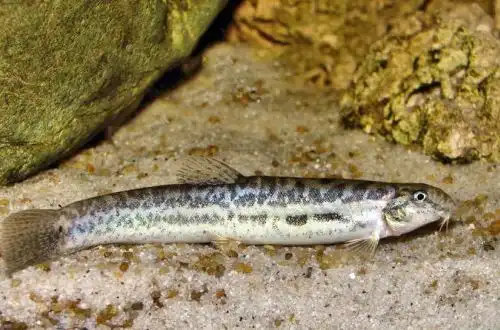 Голець перцевий або Голець Гунта (Lepidocephalichthys guntea)