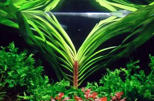 Ейхорнія блакитна або Ейхорнія болотяна (Eichhornia azurea)
