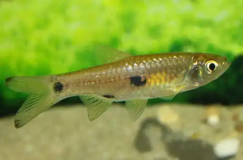 Елегантний Розбір (Rasbora