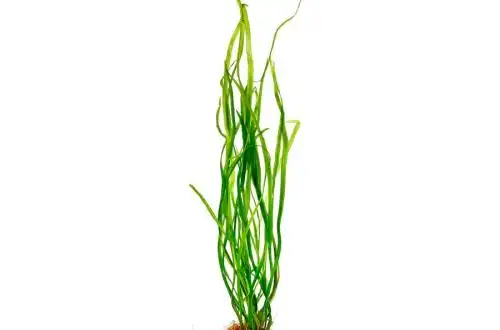 Криптокорина Сівадасан (Cryptocoryne sivadasanii)