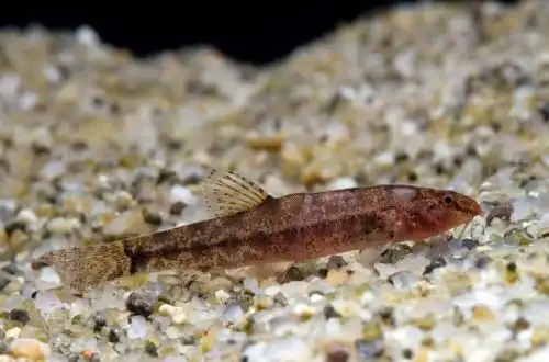 Голець вилохвіст (Lepidocephalichthys furcatus)