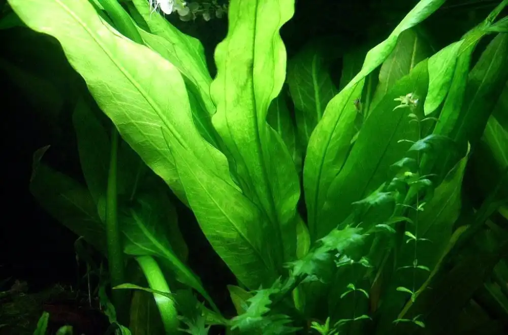 Ехінодорус амазонський (Echinodorus grisebachii «Amazonicus»)