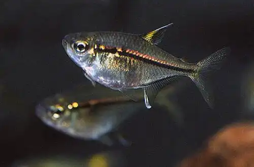 Тетра Ульрея (Hemigrammus ulreyi)