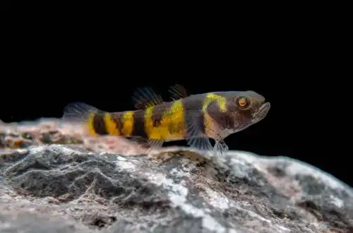 Бичок брахігобіус (Brachygobius