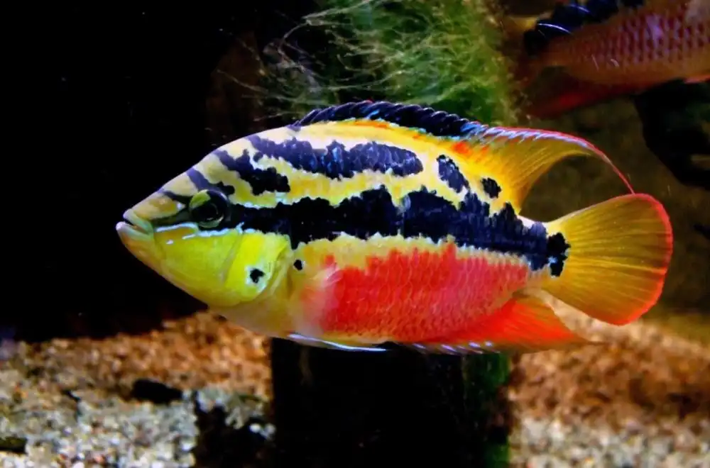 Цихлазома Сальвіні (Trichromis salvini)