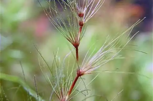 Елеохаріс стелящийся (Eleocharis fluctuans)