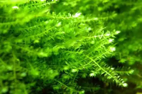 Якірний мох (Vesicularia sp. Anchor Moss)