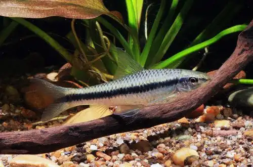 Сіамський водоростеїд