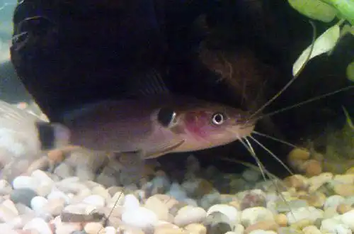 Містус двоточковий (Mystus bimaculatus)