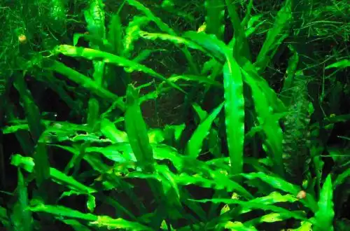Криптокорина спіральна (Cryptocoryne spiralis)