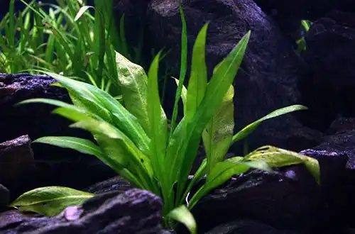 Ехінодорус Блехера (Echinodorus bleheri)