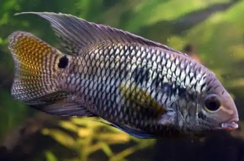 Акара Порту-Алегрі (Cichlasoma portalegrense)