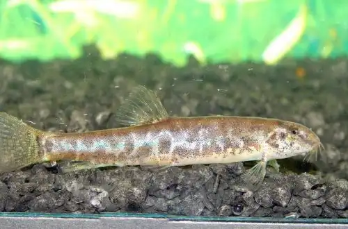 В'єтнамський мармуровий голець (Lepidocephalichthys sp. "LE1")