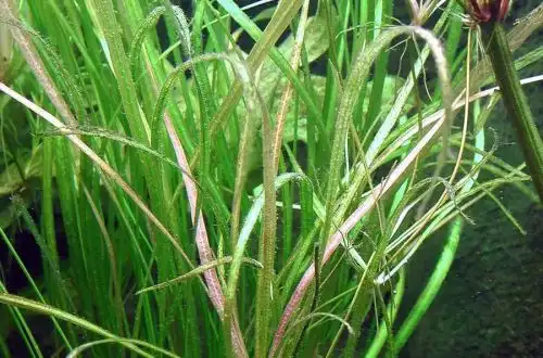 Хелантіум вузьколистий або Ехінодорус вузьколистий (Helanthium bolivianum «Angustifolius»)