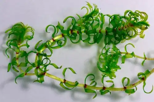 Елодея Натталля (Elodea nuttallii)