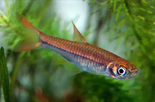 Розбори Торнієрі (Rasbora