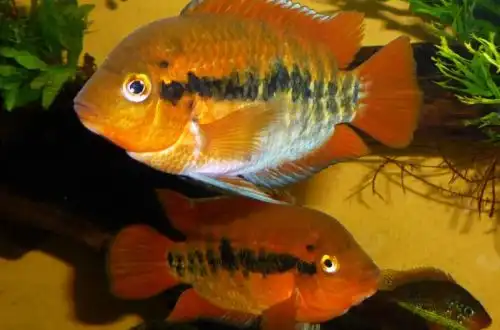Геротиляпія жовта або Райдужна цихліда (Herotilapia multispinosa)