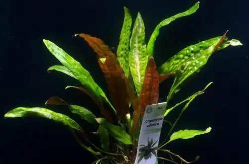 Криптокорина Устеріана (Cryptocoryne usteriana)