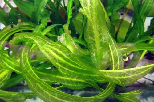 Ехінодорус Бертера (Echinodorus berteroi)